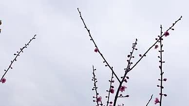 郴州临武黄龙山植物园桃花梅花实拍实拍视频的预览图